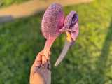 Limited solid velvet ears and sequin ears. (Colored headband)